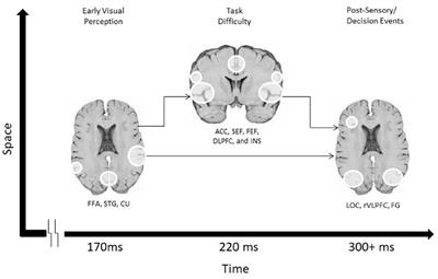 Using Transcranial Magnetic Stimulation to Test a Network Model of Perceptual Decision Making in the Human Brain